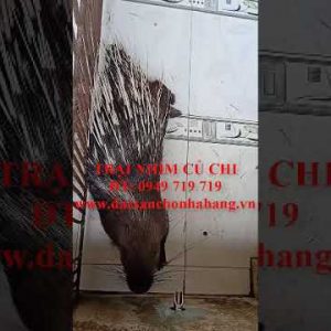 Nhím Giống - Trại Nhím Củ Chi - 0949 719 719