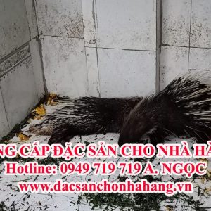 Đại Lý Thu Mua Nhím Thịt - 0949 719 719